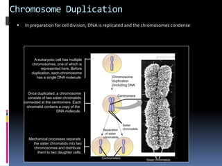 Chromosome Duplication
0.5 µm
Chromosome
duplication
(including DNA
synthesis)
Centromere
Separation
of sister
chromatids
Sister
chromatids
Centrometers
Sister chromatids
A eukaryotic cell has multiple
chromosomes, one of which is
represented here. Before
duplication, each chromosome
has a single DNA molecule.
Once duplicated, a chromosome
consists of two sister chromatids
connected at the centromere. Each
chromatid contains a copy of the
DNA molecule.
Mechanical processes separate
the sister chromatids into two
chromosomes and distribute
them to two daughter cells.
 In preparation for cell division, DNA is replicated and the chromosomes condense
 