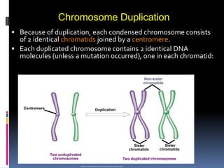  Because of duplication, each condensed chromosome consists
of 2 identical chromatids joined by a centromere.
 Each duplicated chromosome contains 2 identical DNA
molecules (unless a mutation occurred), one in each chromatid:
Chromosome Duplication
Copyright © The McGraw-Hill Companies, Inc. Permission required for reproduction or display.
Two unduplicated
chromosomes
Centromere
Sister
chromatids
Sister
chromatids
Duplication
Non-sister
chromatids
Two duplicated chromosomes
 