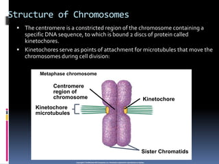 Structure of Chromosomes
 The centromere is a constricted region of the chromosome containing a
specific DNA sequence, to which is bound 2 discs of protein called
kinetochores.
 Kinetochores serve as points of attachment for microtubules that move the
chromosomes during cell division:
Copyright © The McGraw-Hill Companies, Inc. Permission required for reproduction or display.
Metaphase chromosome
Kinetochore
Kinetochore
microtubules
Centromere
region of
chromosome
Sister Chromatids
 