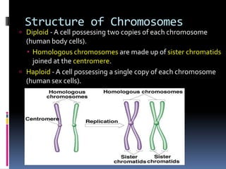 Structure of Chromosomes
 Diploid - A cell possessing two copies of each chromosome
(human body cells).
 Homologous chromosomes are made up of sister chromatids
joined at the centromere.
 Haploid - A cell possessing a single copy of each chromosome
(human sex cells).
 
