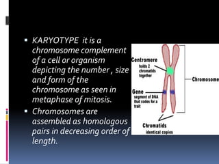  KARYOTYPE it is a
chromosome complement
of a cell or organism
depicting the number , size
and form of the
chromosome as seen in
metaphase of mitosis.
 Chromosomes are
assembled as homologous
pairs in decreasing order of
length.
 