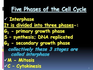 Five Phases of the Cell Cycle
 Interphase
It is divided into three phases-:
G1 - primary growth phase
S – synthesis; DNA replicated
G2 - secondary growth phase
collectively these 3 stages are
called interphase
M - Mitosis
C – Cytokinesis 3
 