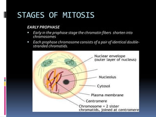 STAGES OF MITOSIS
EARLY PROPHASE
 Early in the prophase stage the chromatin fibers shorten into
chromosomes
 Each prophase chromosome consists of a pair of identical double-
stranded chromatids.
 