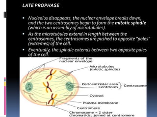 LATE PROPHASE
 Nucleolus disappears, the nuclear envelope breaks down,
and the two centrosomes begin to form the mitotic spindle
(which is an assembly of microtubules).
 As the microtubules extend in length between the
centrosomes, the centrosomes are pushed to opposite "poles"
(extremes) of the cell.
 Eventually, the spindle extends between two opposite poles
of the cell.
 