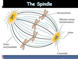 The Spindle
37
 