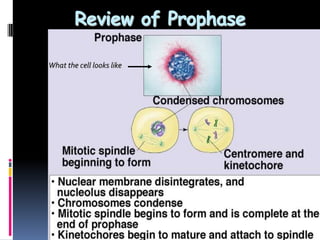 Review of Prophase
38
What the cell looks like
 