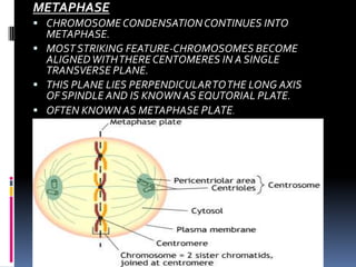 METAPHASE
 CHROMOSOME CONDENSATIONCONTINUES INTO
METAPHASE.
 MOST STRIKING FEATURE-CHROMOSOMES BECOME
ALIGNEDWITHTHERECENTOMERES IN A SINGLE
TRANSVERSE PLANE.
 THIS PLANE LIES PERPENDICULARTOTHE LONG AXIS
OF SPINDLE AND IS KNOWN AS EQUTORIAL PLATE.
 OFTEN KNOWN AS METAPHASE PLATE.
 