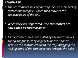 ANAPHASE
 The centromeres split separating the two members of
each chromatid pair - which then move to the
opposite poles of the cell.
 When they are separated , the chromatids are
now called as chromosomes.
 As the chromosomes are pulled by the microtubules
during anaphase, they appear to be "V"-shaped
because the centromeres lead the way, dragging the
trailing arms of the chromosomes towards the poles
 