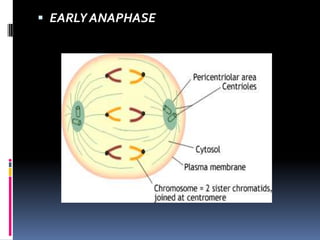  EARLY ANAPHASE
 