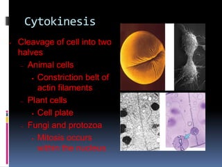 Cytokinesis
• Cleavage of cell into two
halves
– Animal cells
 Constriction belt of
actin filaments
– Plant cells
 Cell plate
– Fungi and protozoa
 Mitosis occurs
within the nucleus
 