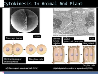 Cytokinesis In Animal And Plant
Cells
Daughter cells
Cleavage furrow
Contractile ring of
microfilaments
Daughter cells
100 µm
1 µmVesicles
forming
cell plate
Wall of
patent cell Cell plate
New cell wall
(a) Cleavage of an animal cell (SEM) (b) Cell plate formation in a plant cell (SEM)
 