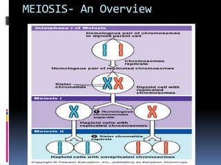 MEIOSIS- An Overview
 