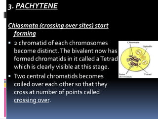 3. PACHYTENE
Chiasmata (crossing over sites) start
forming
 2 chromatid of each chromosomes
become distinct.The bivalent now has
formed chromatids in it called aTetrad
which is clearly visible at this stage.
 Two central chromatids becomes
coiled over each other so that they
cross at number of points called
crossing over.
 