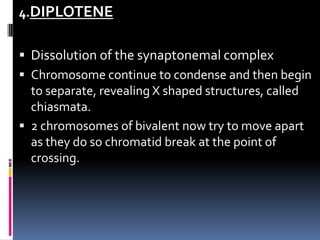 4.DIPLOTENE
 Dissolution of the synaptonemal complex
 Chromosome continue to condense and then begin
to separate, revealing X shaped structures, called
chiasmata.
 2 chromosomes of bivalent now try to move apart
as they do so chromatid break at the point of
crossing.
 