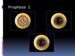 Prophase I
 