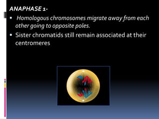 ANAPHASE 1-
 Homologous chromosomes migrate away from each
other going to opposite poles.
 Sister chromatids still remain associated at their
centromeres
 