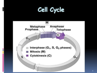 Cell Cycle
6
 