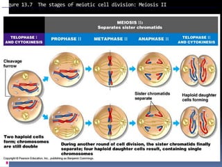Figure 13.7 The stages of meiotic cell division: Meiosis II
 