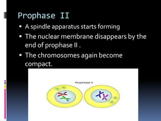 Prophase II
 A spindle apparatus starts forming
 The nuclear membrane disappears by the
end of prophase II .
 The chromosomes again become
compact.
 