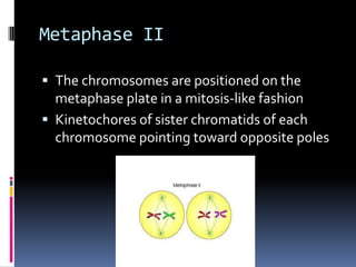 Metaphase II
 The chromosomes are positioned on the
metaphase plate in a mitosis-like fashion
 Kinetochores of sister chromatids of each
chromosome pointing toward opposite poles
 