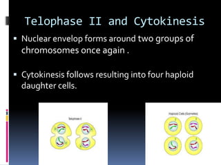 Telophase II and Cytokinesis
 Nuclear envelop forms around two groups of
chromosomes once again .
 Cytokinesis follows resulting into four haploid
daughter cells.
Haploid cells (n)
 