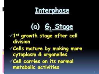 Interphase
(a) G1 Stage
1st growth stage after cell
division
Cells mature by making more
cytoplasm & organelles
Cell carries on its normal
metabolic activities
7
 