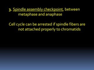 3. Spindle assembly checkpoint, between
metaphase and anaphase
Cell cycle can be arrested if spindle fibers are
not attached properly to chromatids
 