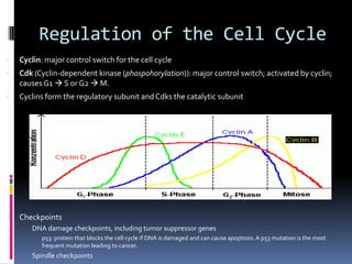 Regulation of the Cell Cycle
 Cyclin: major control switch for the cell cycle
 Cdk (Cyclin-dependent kinase (phospohorylation)): major control switch; activated by cyclin;
causesG1  S or G2  M.
 Cyclins form the regulatory subunit and Cdks the catalytic subunit
 Checkpoints
 DNA damage checkpoints, including tumor suppressor genes
 p53: protein that blocks the cell cycle if DNA is damaged and can cause apoptosis.A p53 mutation is the most
frequent mutation leading to cancer.
 Spindle checkpoints
 