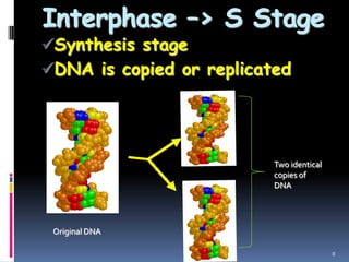 Interphase –> S Stage
Synthesis stage
DNA is copied or replicated
8
Two identical
copies of
DNA
Original DNA
 