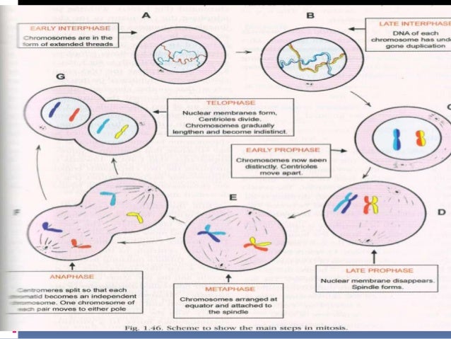 Mitosis Flip Book Diagram Masters Answer Key - General Wiring Diagram