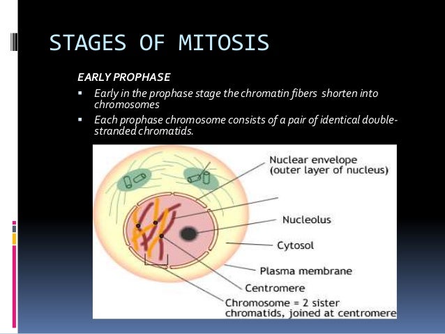 2 cell & cell cycle