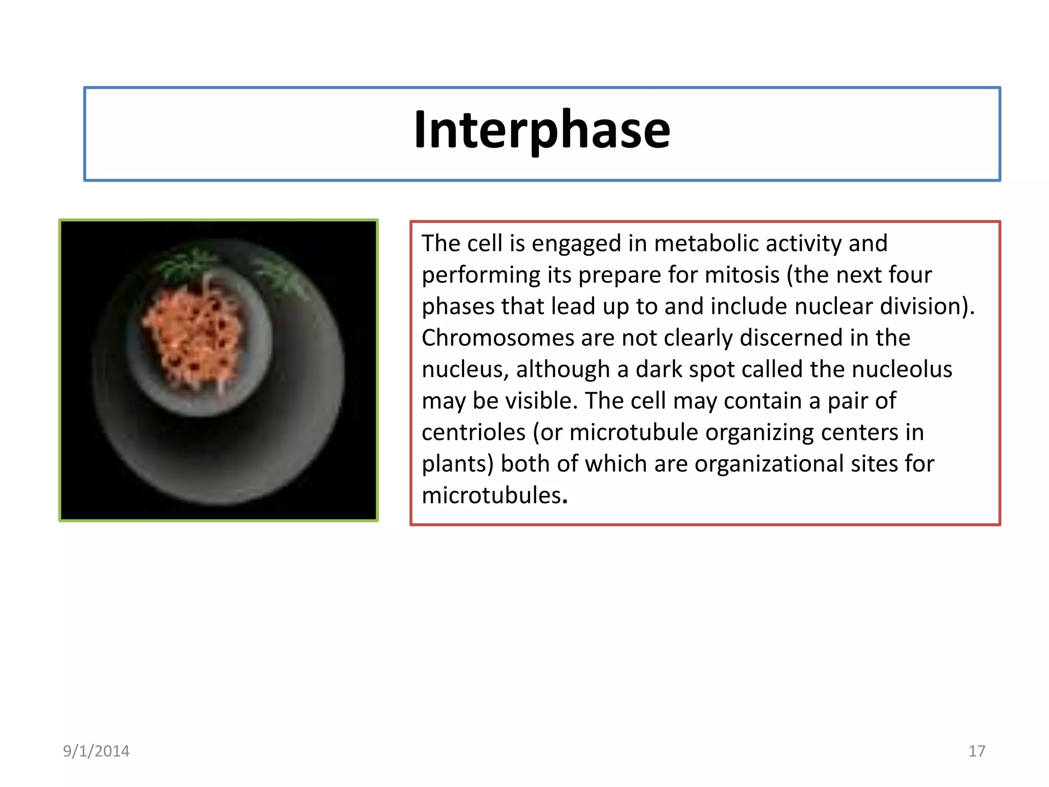 Cell division (Mitosis and Meiosis) | PPTX