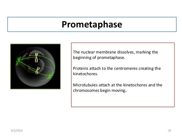 During what phase does the nuclear membrane dissolve?