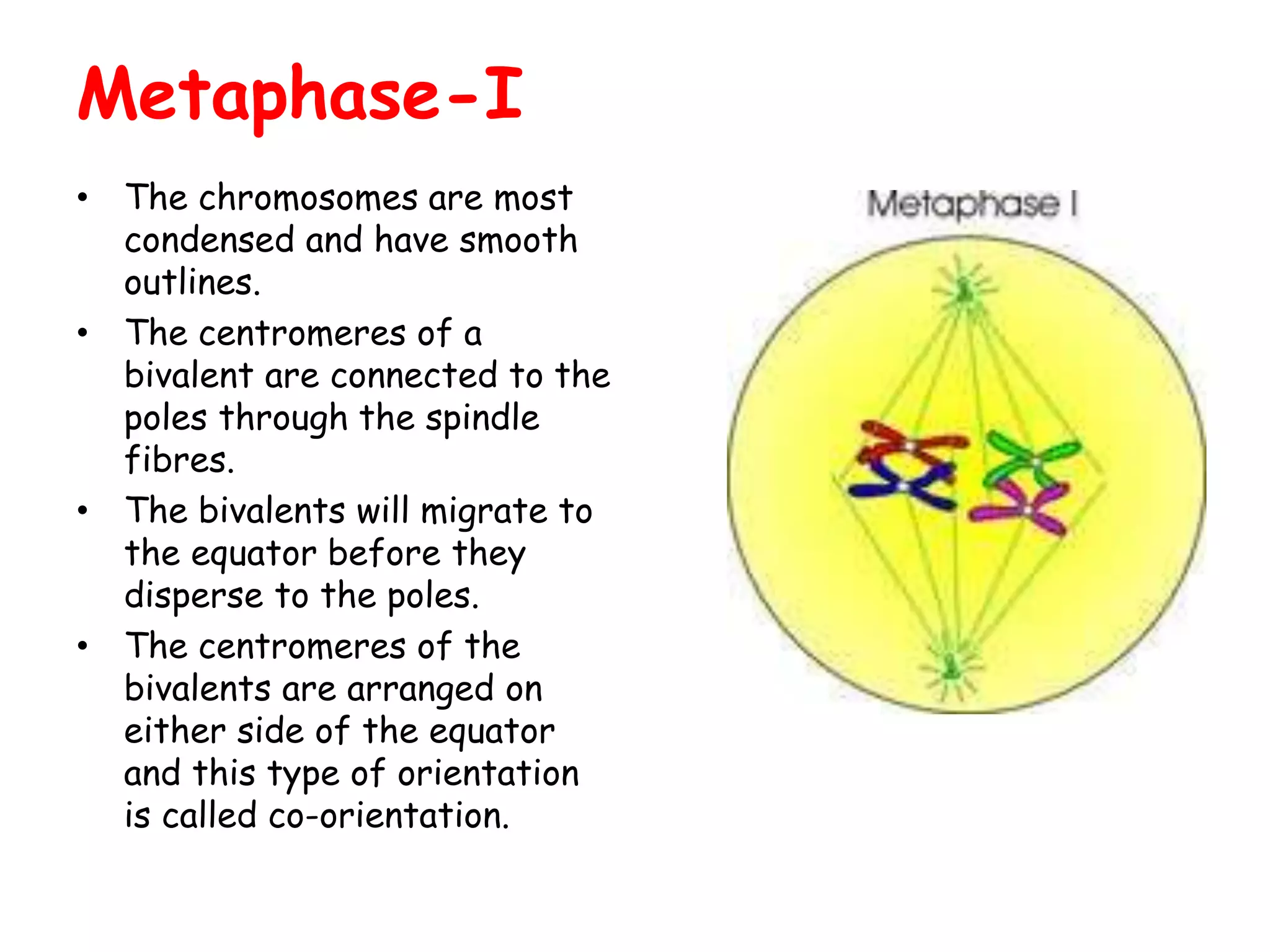 Metaphase-I
• The chromosomes are most
condensed and have smooth
outlines.
• The centromeres of a
bivalent are connected to the
poles through the spindle
fibres.
• The bivalents will migrate to
the equator before they
disperse to the poles.
• The centromeres of the
bivalents are arranged on
either side of the equator
and this type of orientation
is called co-orientation.
 