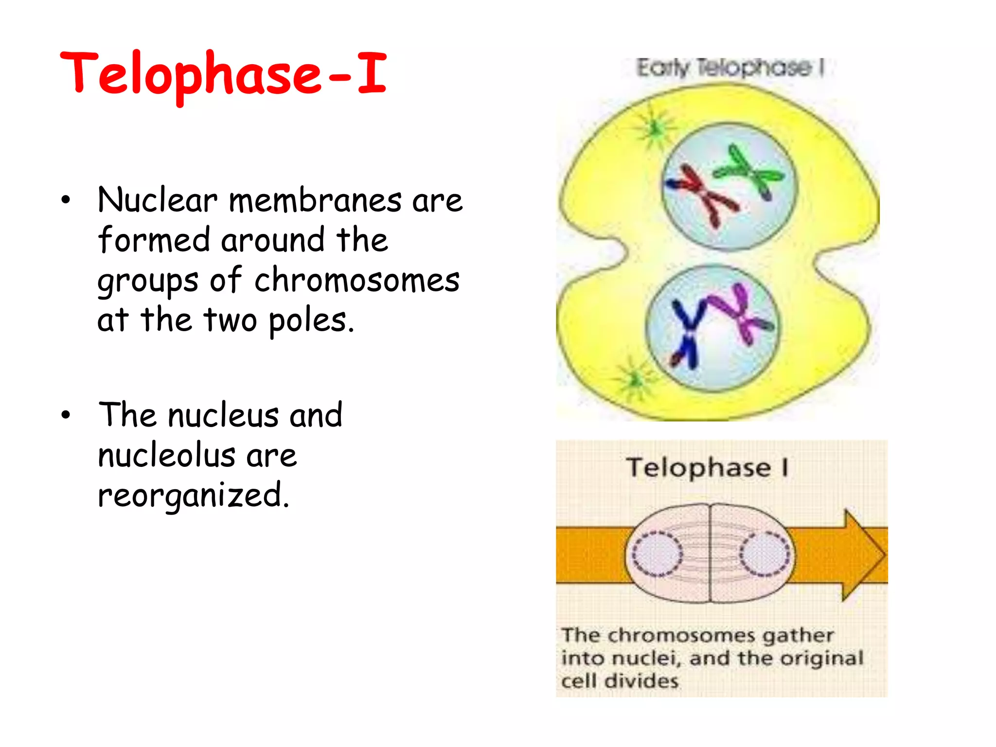 Telophase-I
• Nuclear membranes are
formed around the
groups of chromosomes
at the two poles.
• The nucleus and
nucleolus are
reorganized.
 
