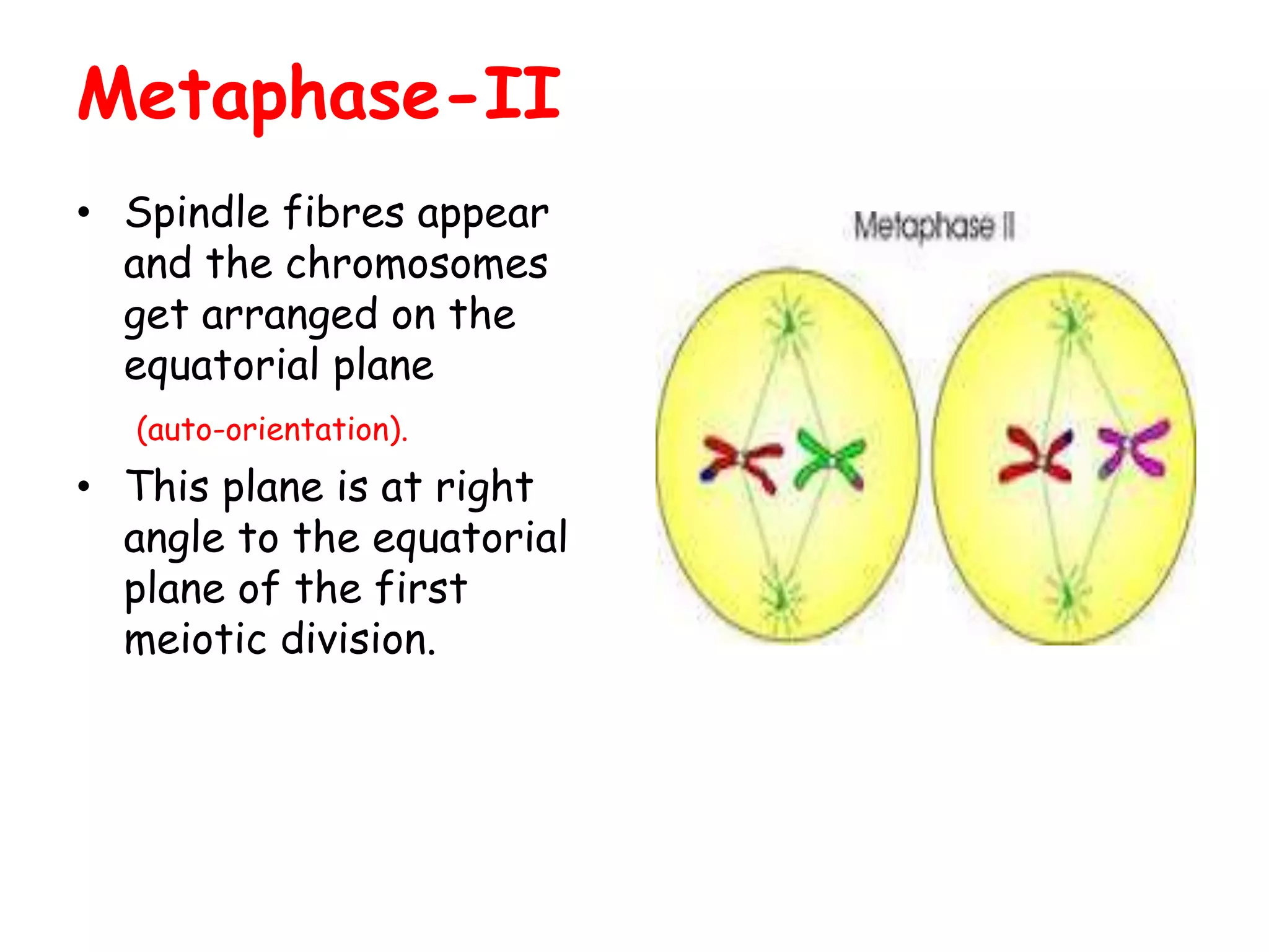 Metaphase-II
• Spindle fibres appear
and the chromosomes
get arranged on the
equatorial plane
(auto-orientation).
• This plane is at right
angle to the equatorial
plane of the first
meiotic division.
 