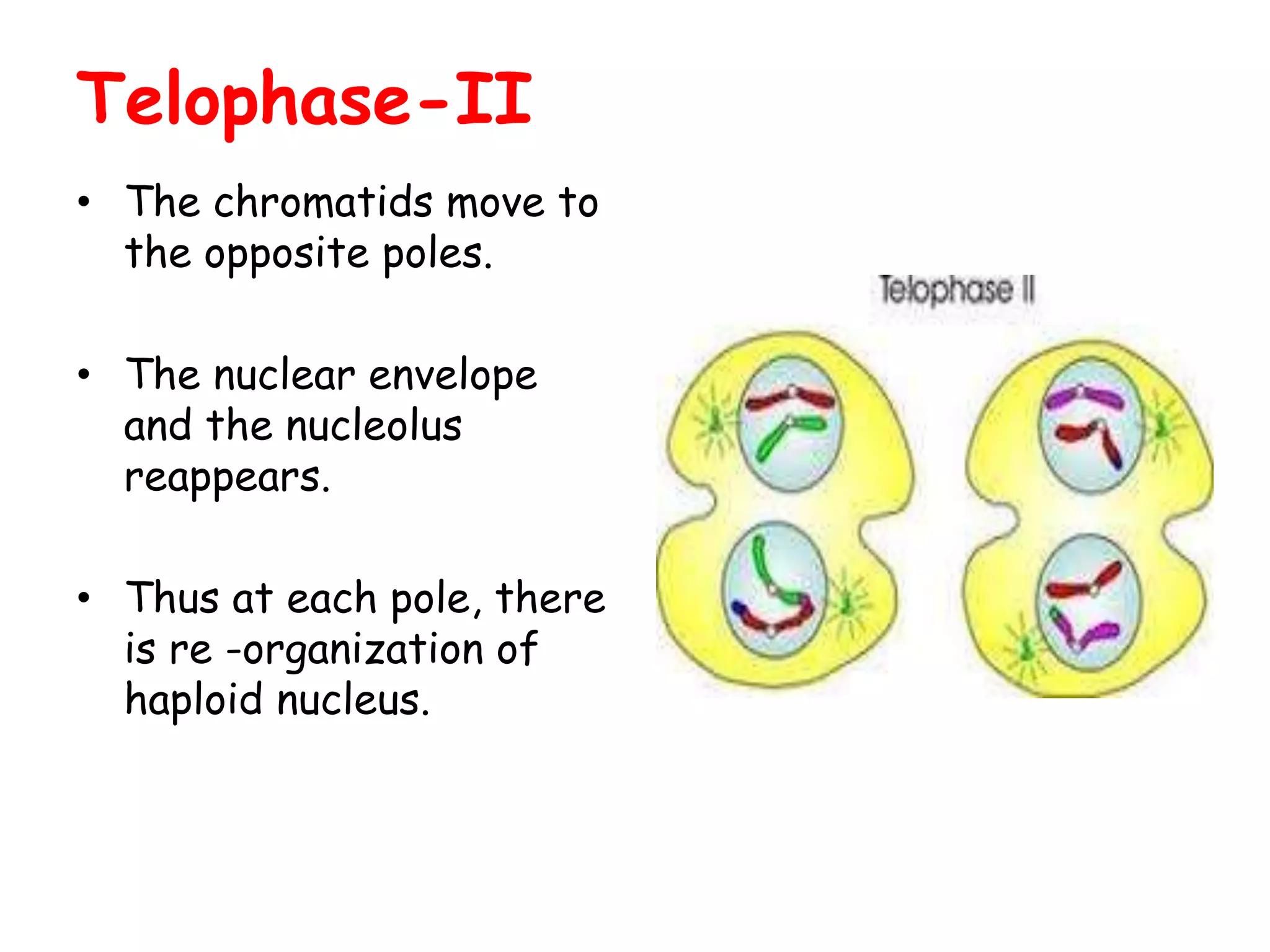 Telophase-II
• The chromatids move to
the opposite poles.
• The nuclear envelope
and the nucleolus
reappears.
• Thus at each pole, there
is re -organization of
haploid nucleus.
 