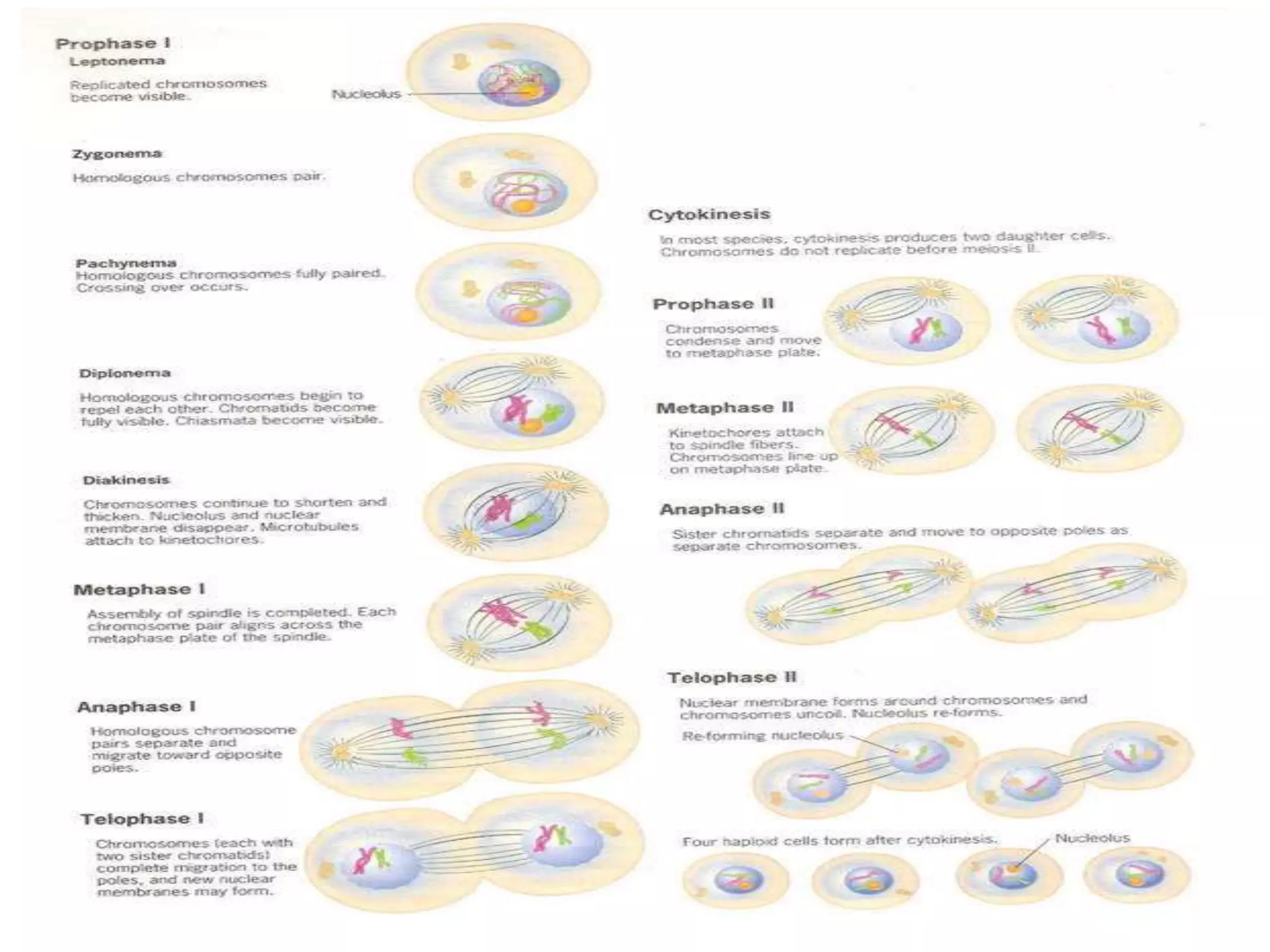 cell division and cell cycle