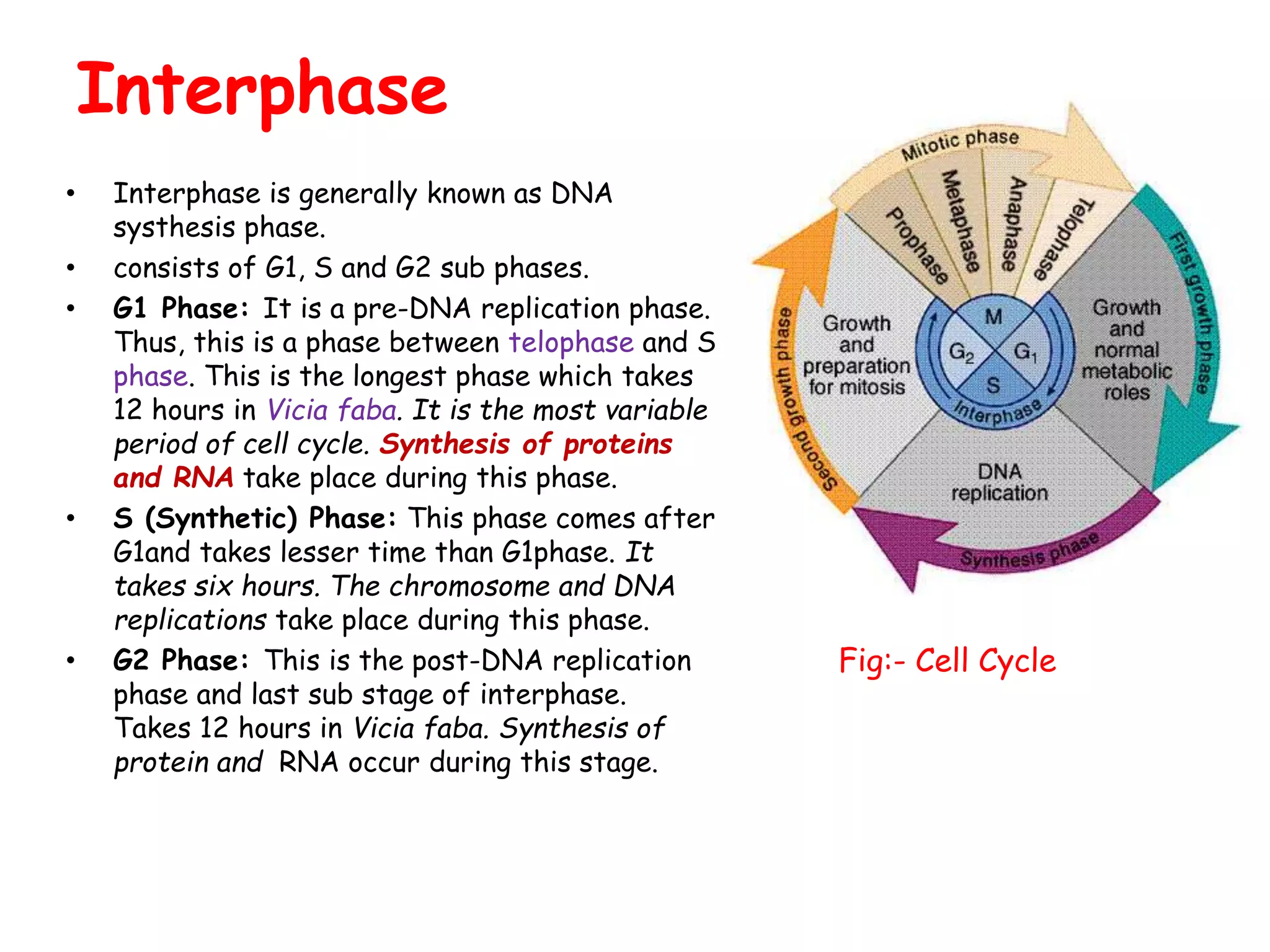 Interphase
• Interphase is generally known as DNA
systhesis phase.
• consists of G1, S and G2 sub phases.
• G1 Phase: It is a pre-DNA replication phase.
Thus, this is a phase between telophase and S
phase. This is the longest phase which takes
12 hours in Vicia faba. It is the most variable
period of cell cycle. Synthesis of proteins
and RNA take place during this phase.
• S (Synthetic) Phase: This phase comes after
G1and takes lesser time than G1phase. It
takes six hours. The chromosome and DNA
replications take place during this phase.
• G2 Phase: This is the post-DNA replication
phase and last sub stage of interphase.
Takes 12 hours in Vicia faba. Synthesis of
protein and RNA occur during this stage.
Fig:- Cell Cycle
 