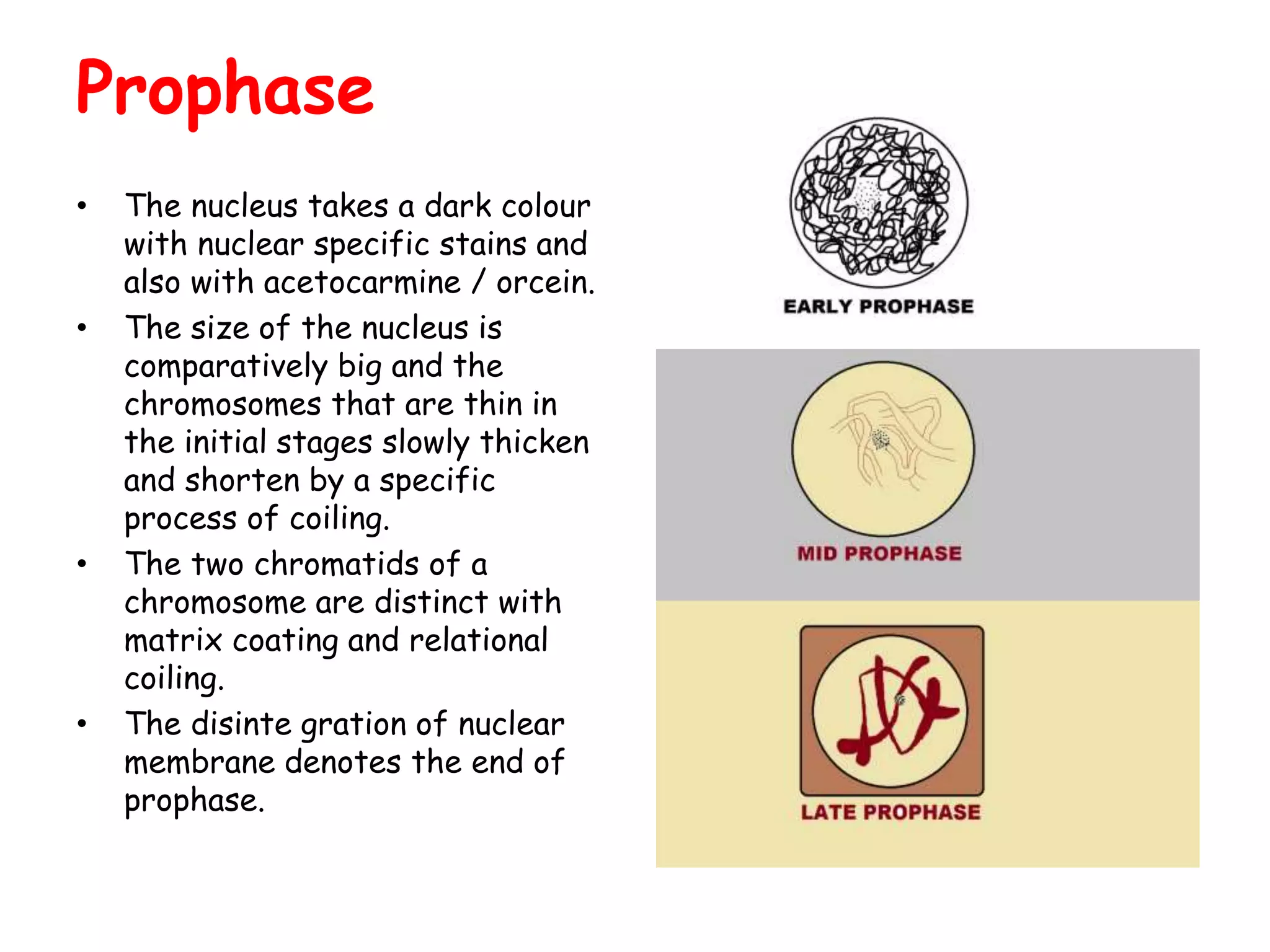 Prophase
• The nucleus takes a dark colour
with nuclear specific stains and
also with acetocarmine / orcein.
• The size of the nucleus is
comparatively big and the
chromosomes that are thin in
the initial stages slowly thicken
and shorten by a specific
process of coiling.
• The two chromatids of a
chromosome are distinct with
matrix coating and relational
coiling.
• The disinte gration of nuclear
membrane denotes the end of
prophase.
 