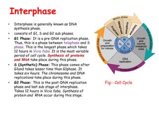 cell division and cell cycle | PPTX