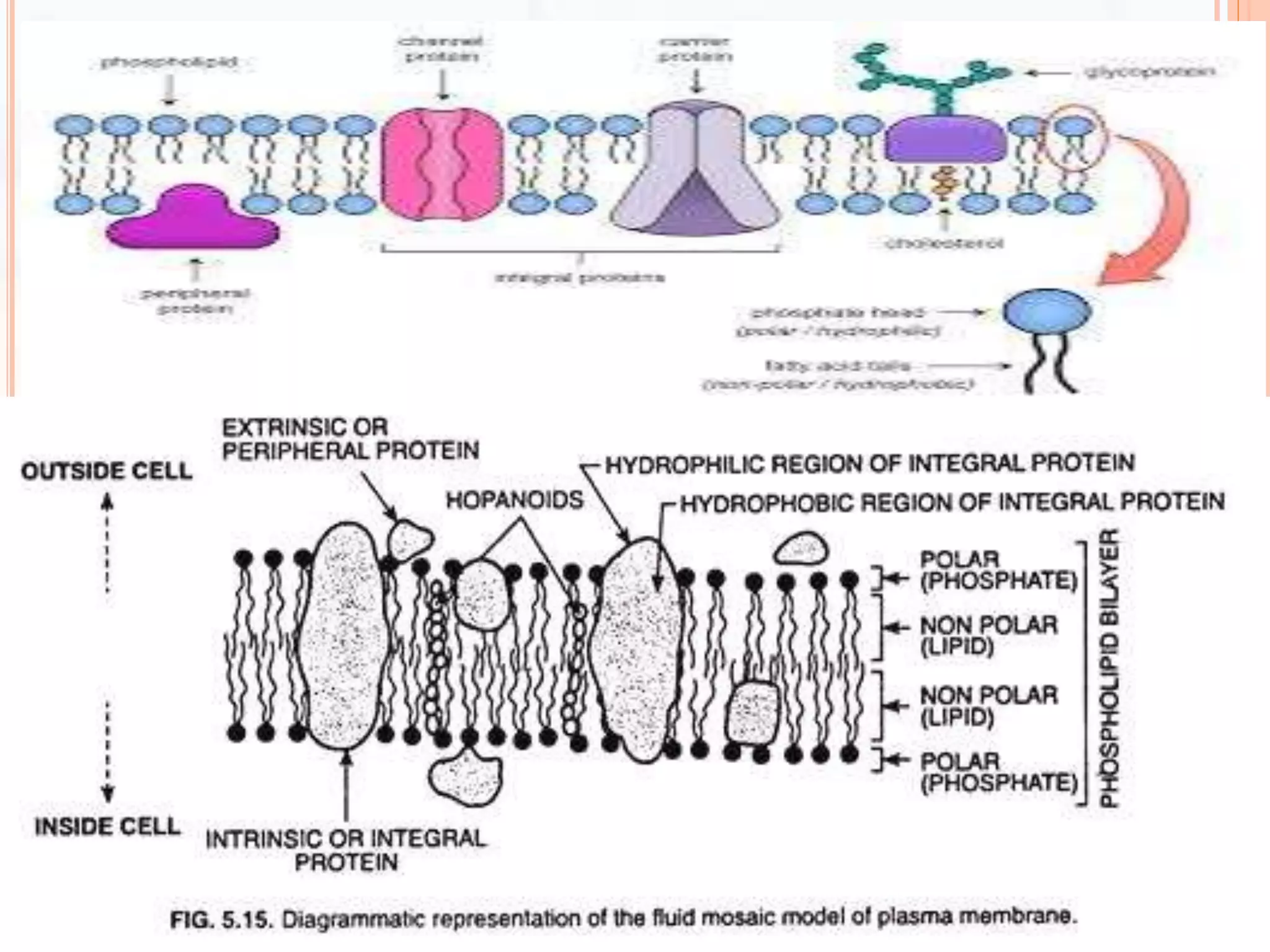 cell membrane | PPTX