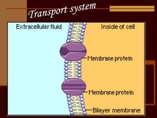 Membrane Preformative cell membrane | PPTX
