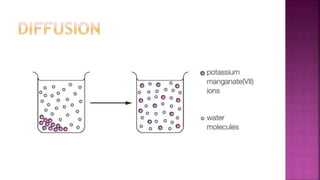 AS Biology - Cell transport and diffusion | PPTX