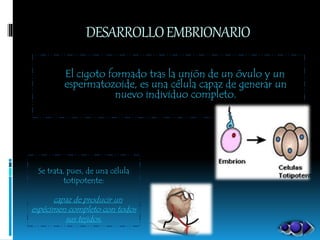DESARROLLOEMBRIONARIO
El cigoto formado tras la unión de un óvulo y un
espermatozoide, es una célula capaz de generar un
nuevo individuo completo.
Se trata, pues, de una célula
totipotente:
capaz de producir un
espécimen completo con todos
sus tejidos.
 