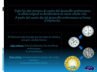 Entre los días primero al cuarto del desarrollo embrionario,
la célula original va dividiéndose en varias células más.
A partir del cuarto día del desarrollo embrionario se forma
el blastocito.
El blastocito está formado por dos tipos de células y
una gran cavidad interior:
Capa externa: forma la placenta y las envolturas
embrionarias.
Es el trofoblasto.
Masa celular: formará todos los tejidos del cuerpo
humano.
Se denomina embrioblasto.
 