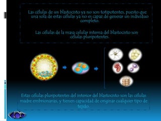 Las células de un blastocisto ya no son totipotentes, puesto que
una sola de estas células ya no es capaz de generar un individuo
completo.
Las células de la masa celular interna del blastocisto son
células pluripotentes.
Estas células pluripotentes del interior del blastocisto son las células
madre embrionarias, y tienen capacidad de originar cualquier tipo de
tejido.
 