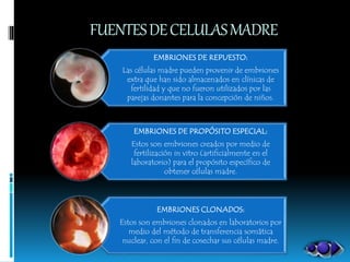 FUENTESDECELULASMADRE
EMBRIONES DE REPUESTO:
Las células madre pueden provenir de embriones
extra que han sido almacenados en clínicas de
fertilidad y que no fueron utilizados por las
parejas donantes para la concepción de niños.
EMBRIONES DE PROPÓSITO ESPECIAL:
Estos son embriones creados por medio de
fertilización in vitro (artificialmente en el
laboratorio) para el propósito específico de
obtener células madre.
EMBRIONES CLONADOS:
Estos son embriones clonados en laboratorios por
medio del método de transferencia somática
nuclear, con el fin de cosechar sus células madre.
 