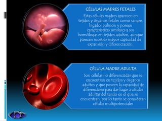CÉLULAS MADRES FETALES
Estas células madres aparecen en
tejidos y órganos fetales como sangre,
hígado, pulmón y poseen
características similares a sus
homólogas en tejidos adultos, aunque
parecen mostrar mayor capacidad de
expansión y diferenciación.
CÉLULA MADRE ADULTA
Son células no diferenciadas que se
encuentran en tejidos y órganos
adultos y que poseen la capacidad de
diferenciarse para dar lugar a células
adultas del tejido en el que se
encuentran, por lo tanto se consideran
células multipotenciales
 