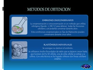 METODOSDEOBTENCION
EMBRIONES CRIOCONSERVADOS
La criopreservación o crioconservación es un método que utiliza
nitrógeno líquido (-196 °C) para detener todas las funciones
celulares y así poderlas conservar durante años.
Estos embriones criopreservados en fase de blastocisto pueden
conservarse durante cinco años.
BLASTÓMEROS INDIVIDUALES
Se consigue no destruir el embrión.
Se utilizaron óvulos fecundados de ratón que se dejaron crecer hasta
que tuviesen de 8 a 10 células, una de estas células se extrae y se
cultiva. Con esta técnica se ha logrado obtener dos líneas celulares
estables.
 